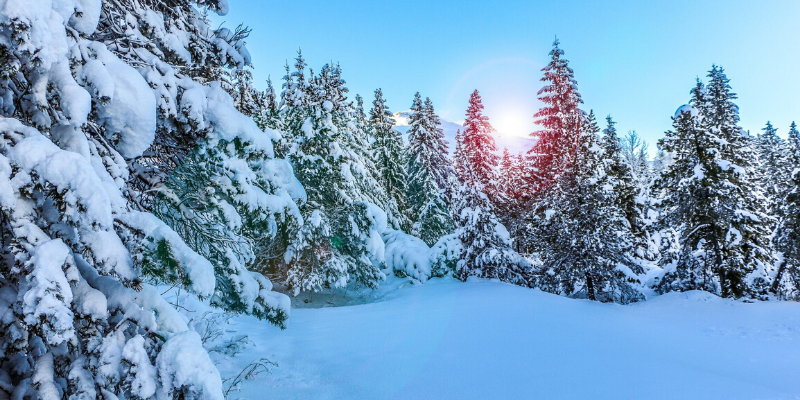 Snow covering group of evergreen trees