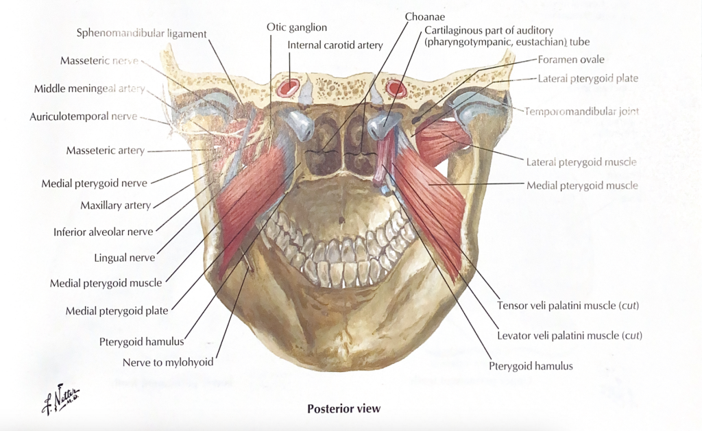 A photo of the jaw and TMJ