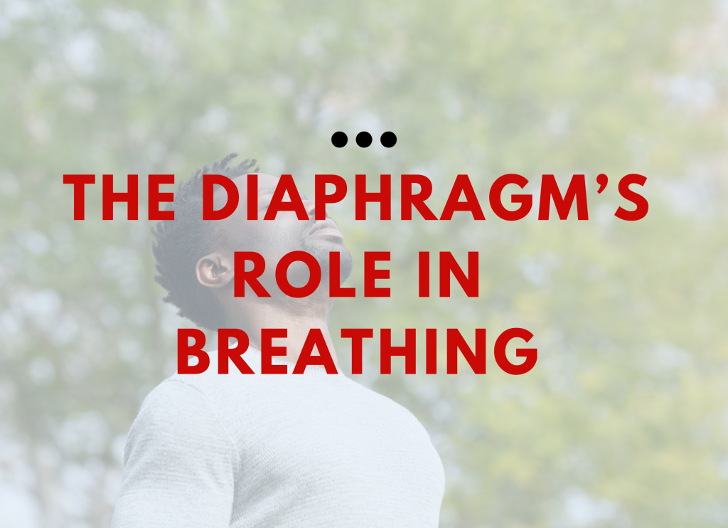 The Diaphragm’s Role in Breathing